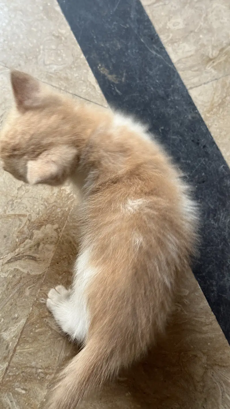 Persian kitten — photo 6