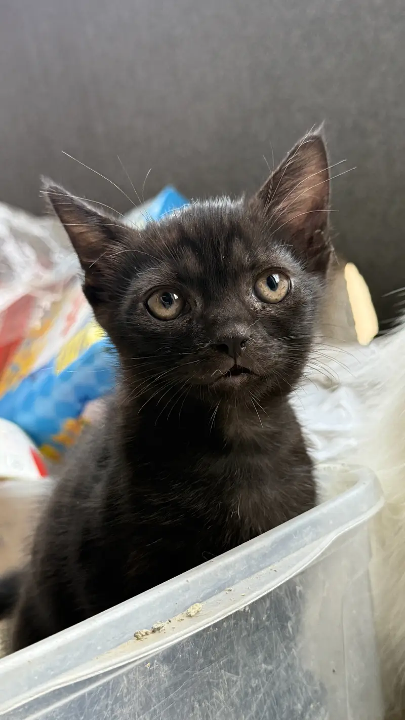 Persian kitten — photo 7