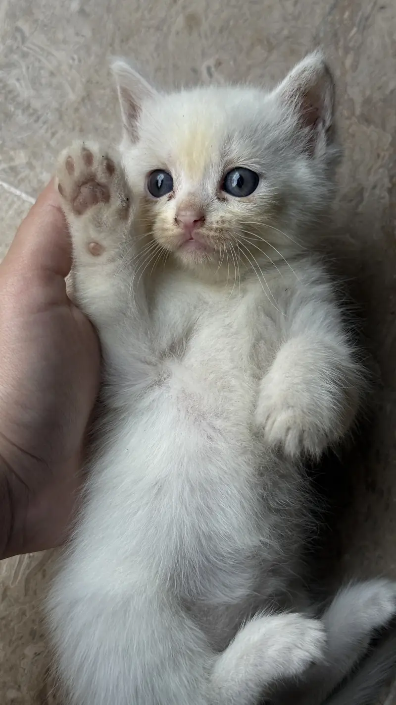 Persian kitten — photo 8