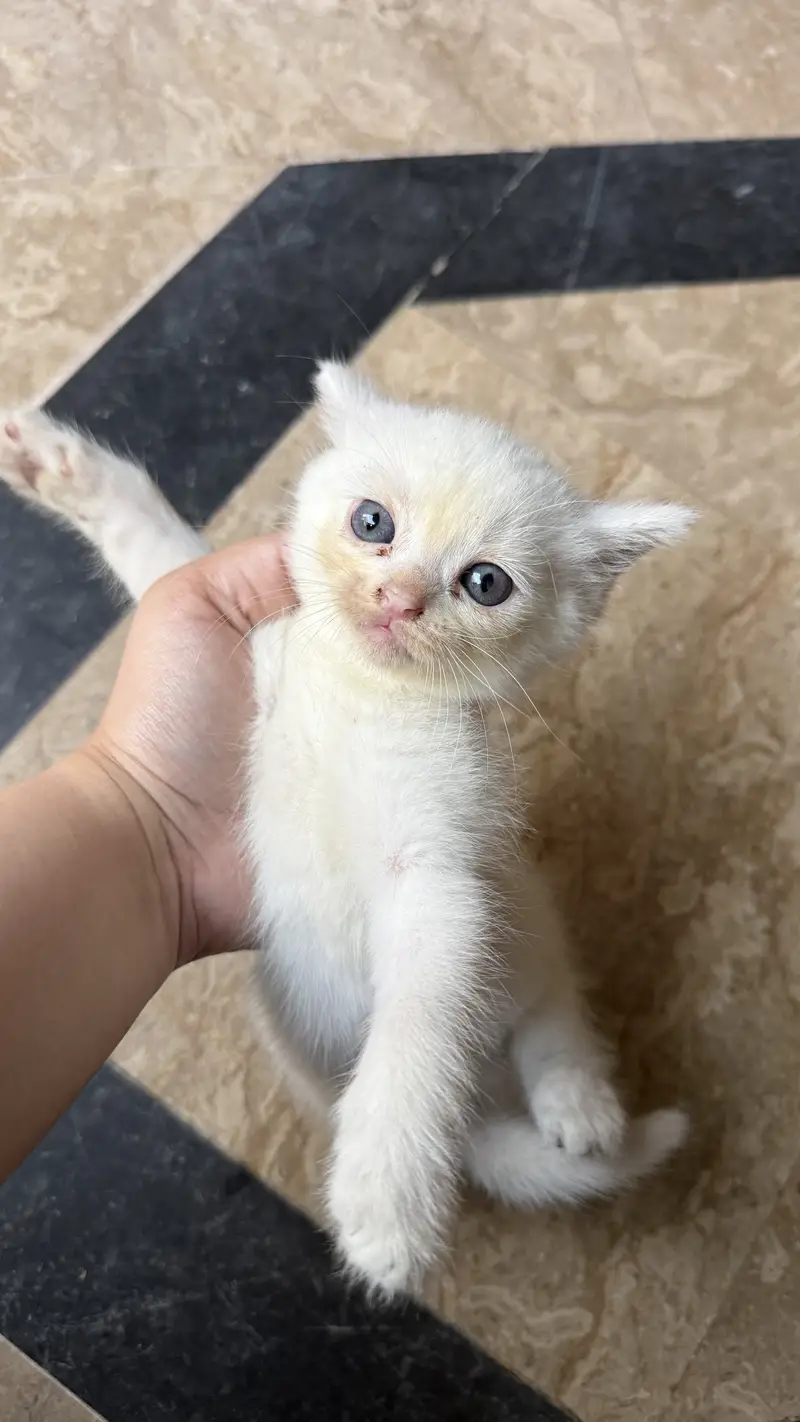 Persian kitten — photo 9