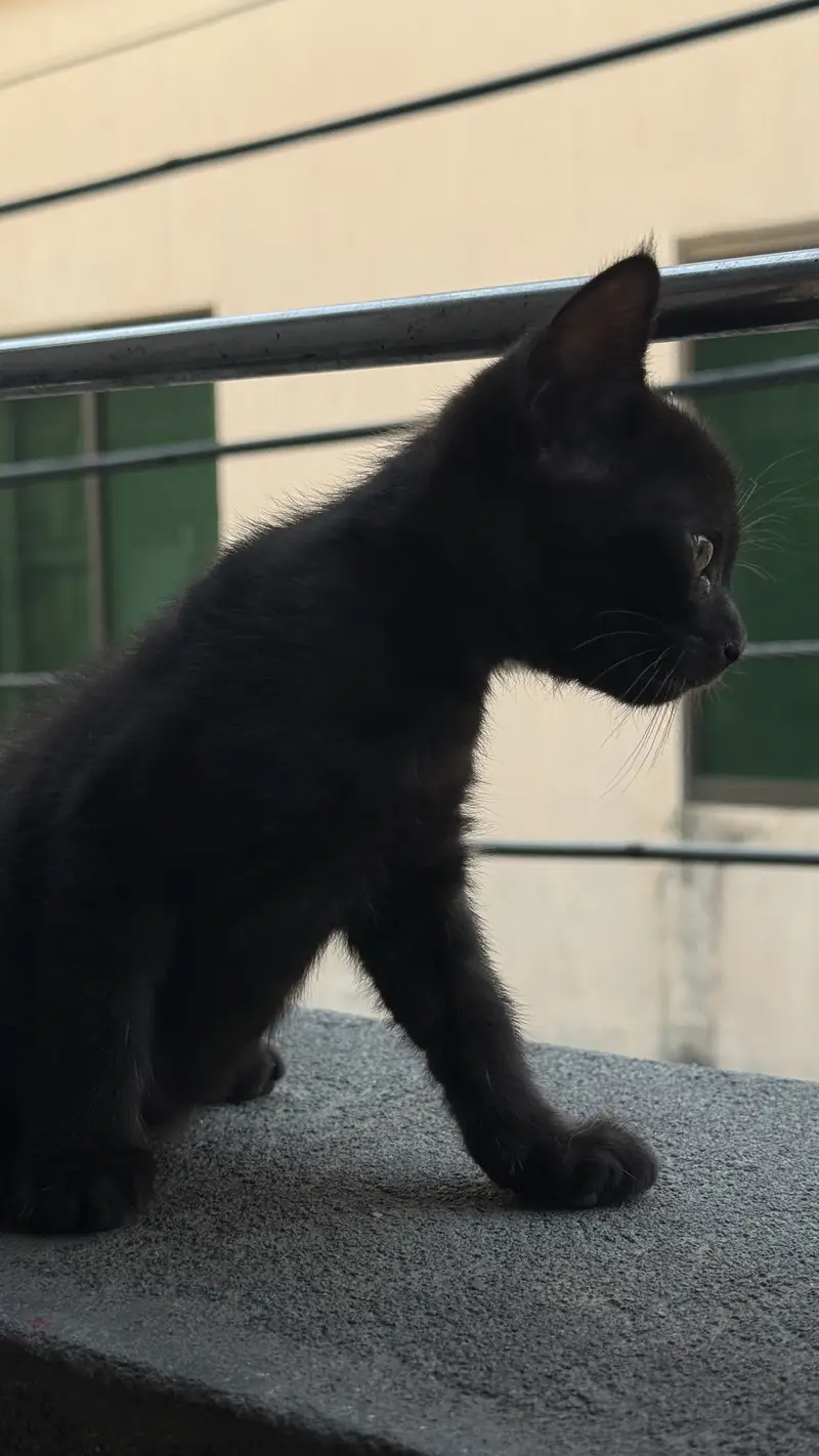 Persian kitten — photo 10