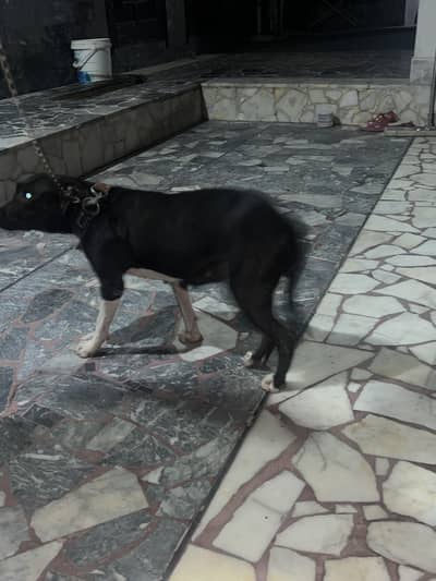 Dog for sale