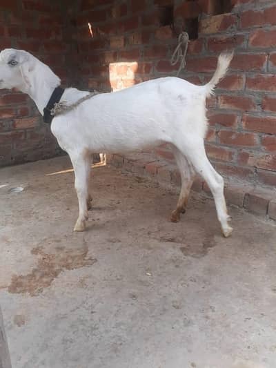 babari kakri