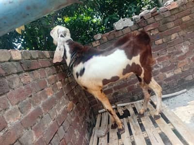 lal daba btreedar bakra