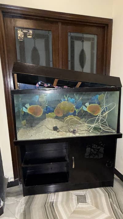 big fish aquriam for sale
