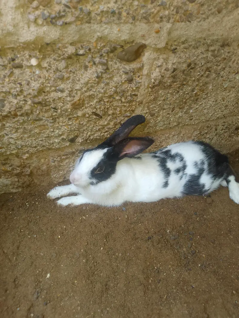rabbit for sell — photo 2