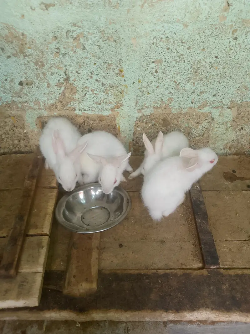 rabbit for sell — photo 4