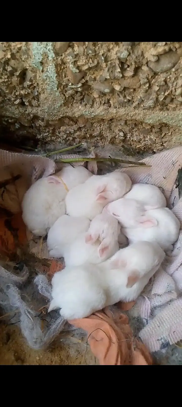 rabbit for sell — photo 5