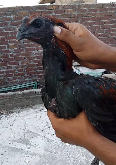 pure black dragon
