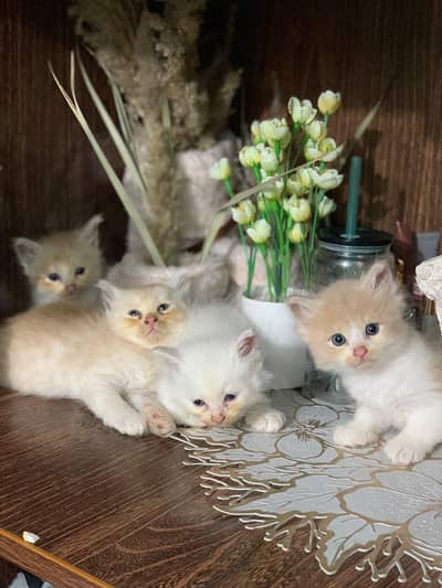 Demanding peki and punch kitten and adult peki available