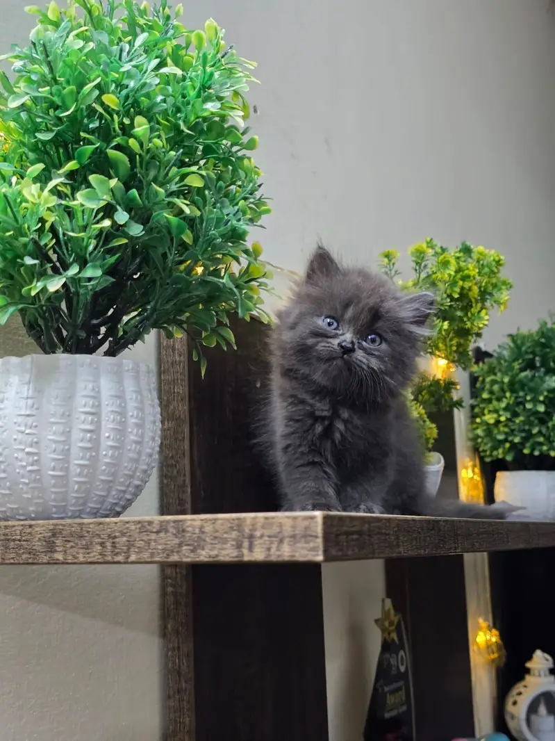 Demanding peki and punch kitten and adult peki available — photo 2
