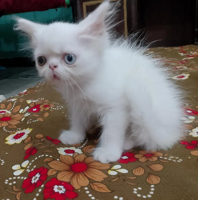 Demanding peki and punch kitten and adult peki available — photo 3