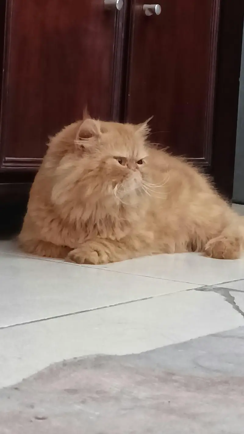 Demanding peki and punch kitten and adult peki available — photo 4