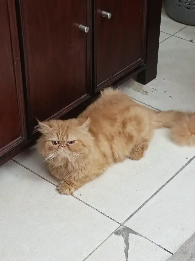 Demanding peki and punch kitten and adult peki available — photo 5