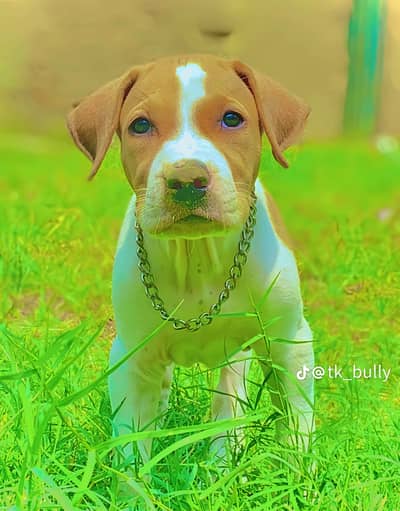 bully dog