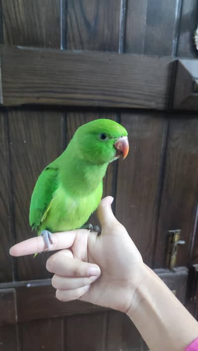 Green Ringneck Parrott