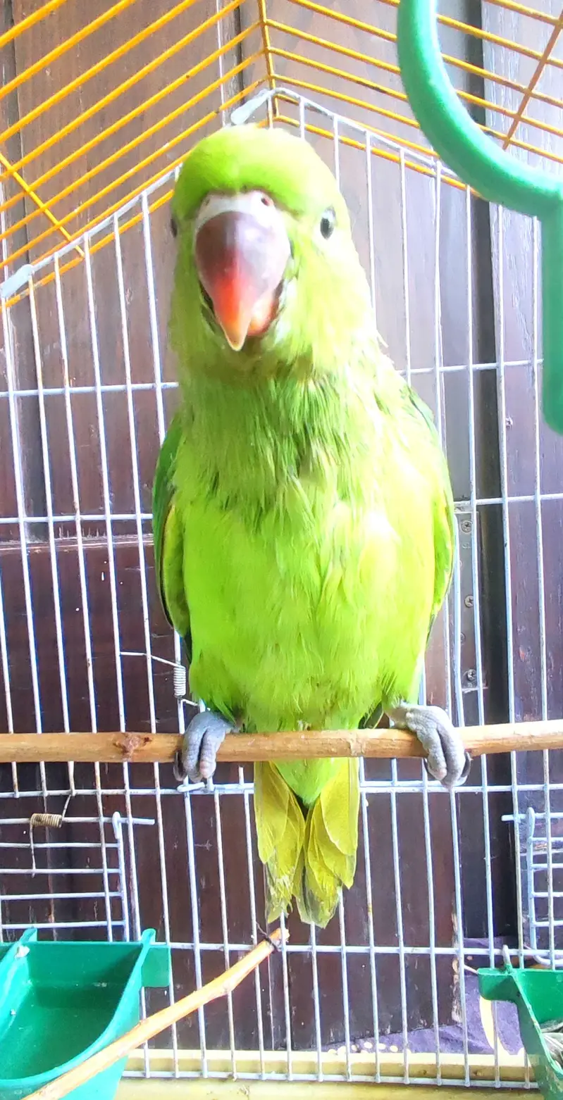 Green Ringneck Parrott — photo 2