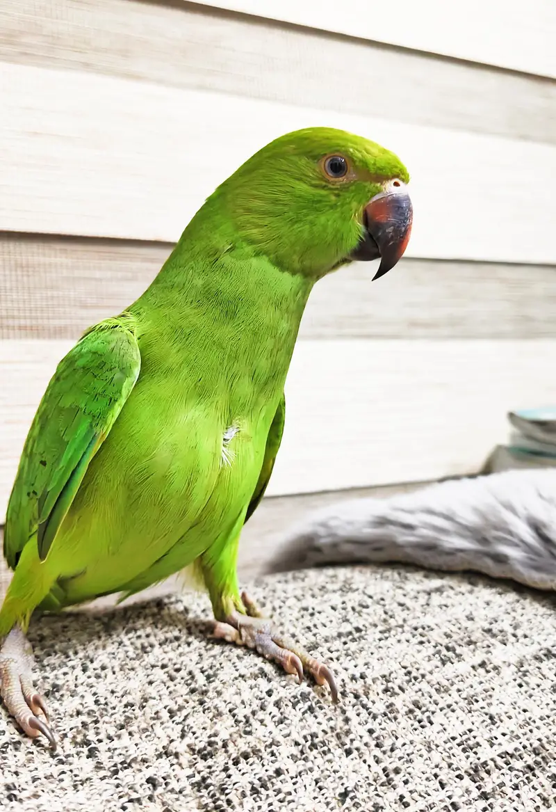 Green Ringneck Parrott — photo 3