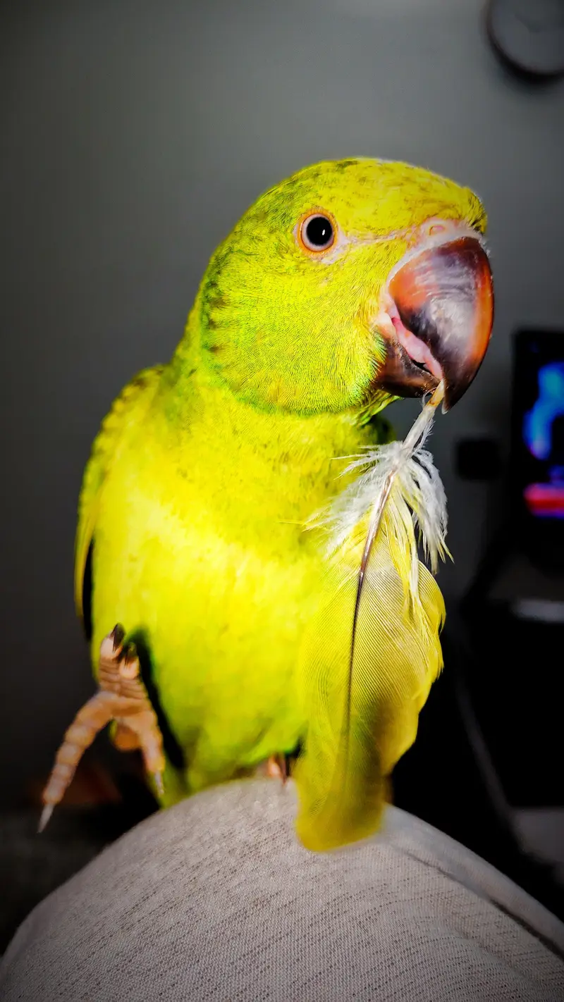Green Ringneck Parrott — photo 4