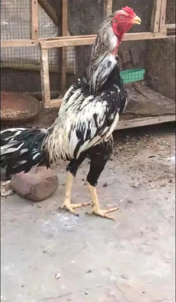 Aseel Male or aseel chicks for sale full healthy and active — photo 2