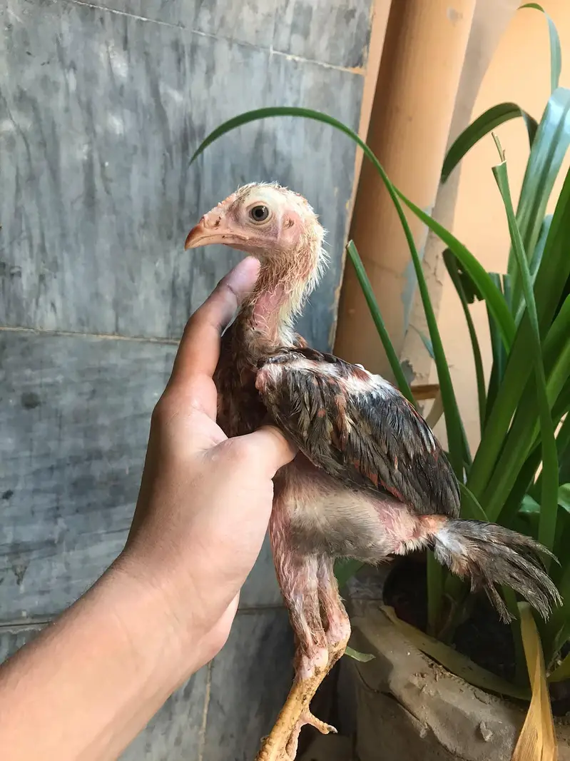 Aseel Male or aseel chicks for sale full healthy and active — photo 3