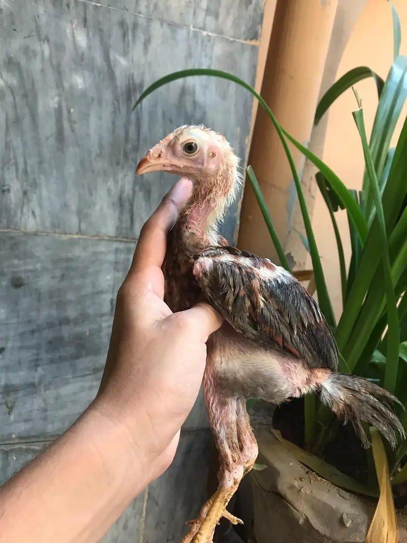 Aseel Male or aseel chicks for sale full healthy and active — photo 4