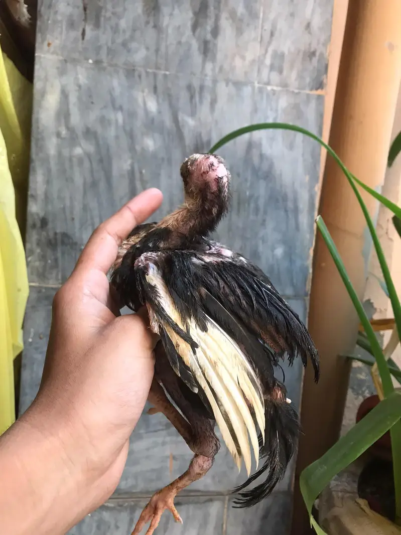 Aseel Male or aseel chicks for sale full healthy and active — photo 5