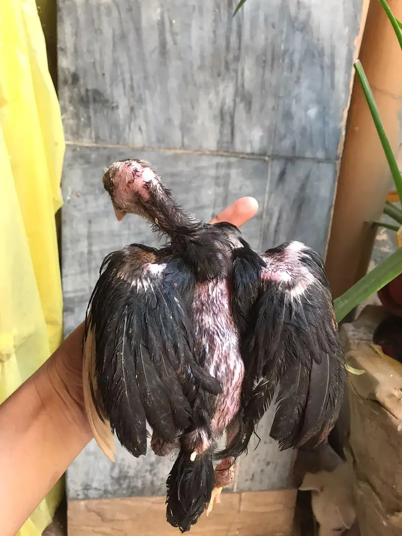 Aseel Male or aseel chicks for sale full healthy and active — photo 6