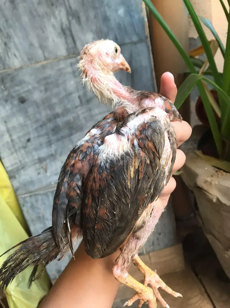 Aseel Male or aseel chicks for sale full healthy and active — photo 7