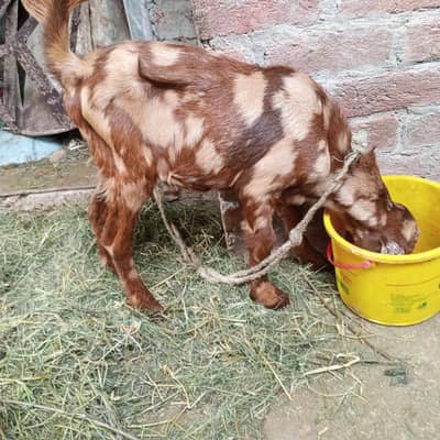 shera print bakra for sale