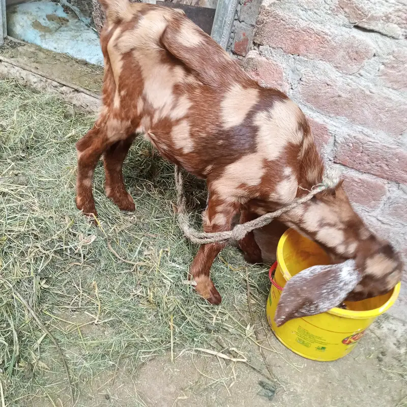 shera print bakra for sale — photo 2