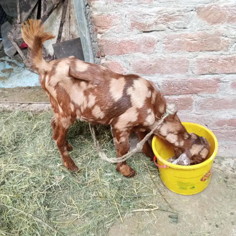 shera print bakra for sale — photo 3