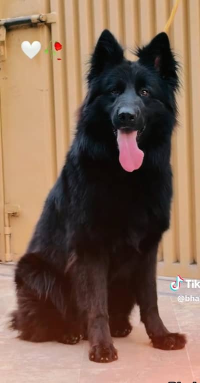 German shepherd male for stud only