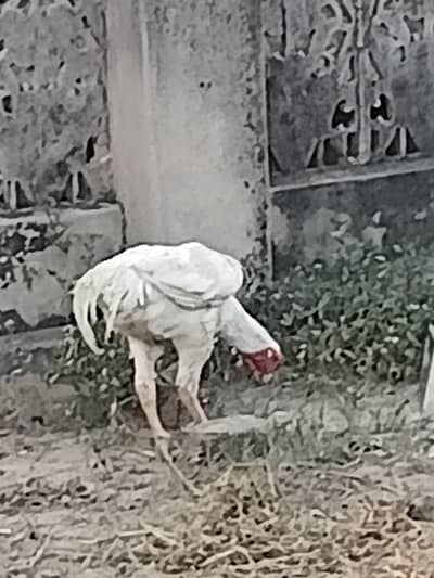 white aseel murga. tall  and top quality breed