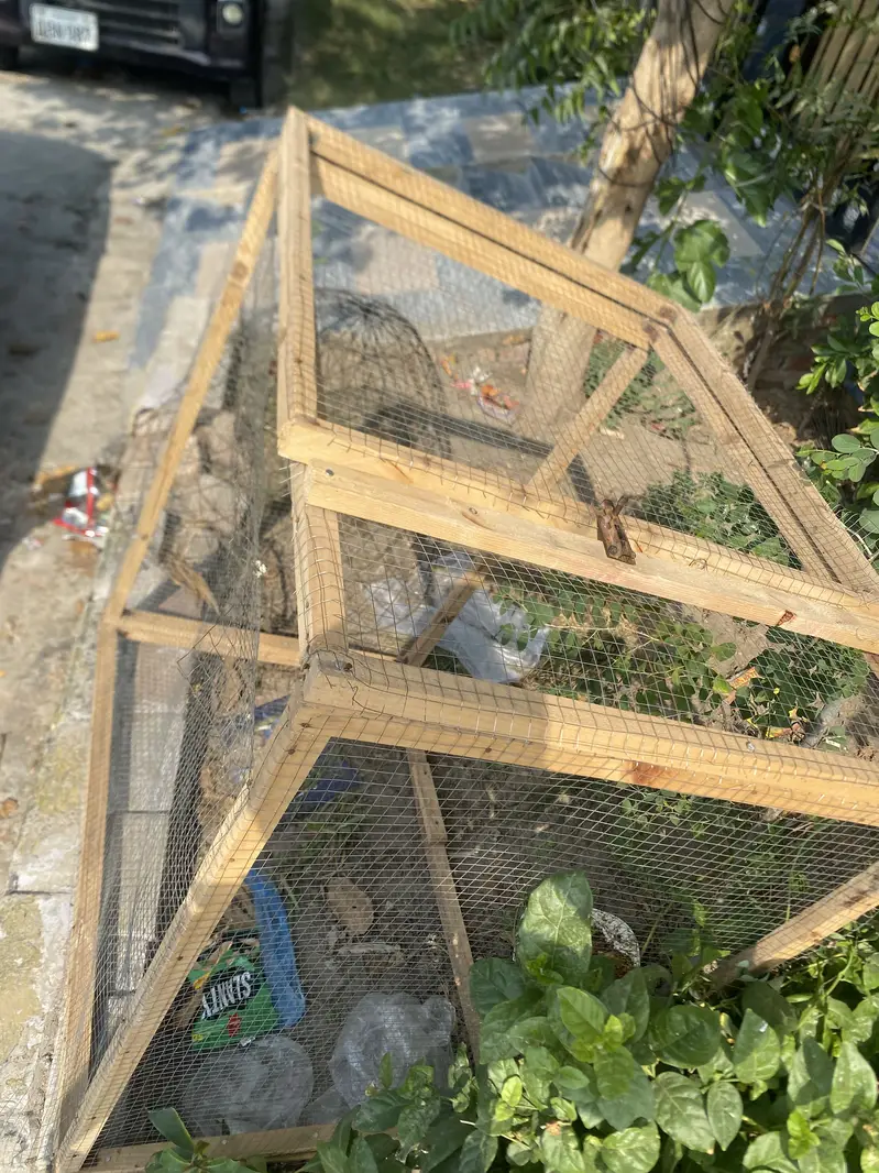 Hen 2 primium cage new — photo 2