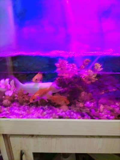 aquarium+birds