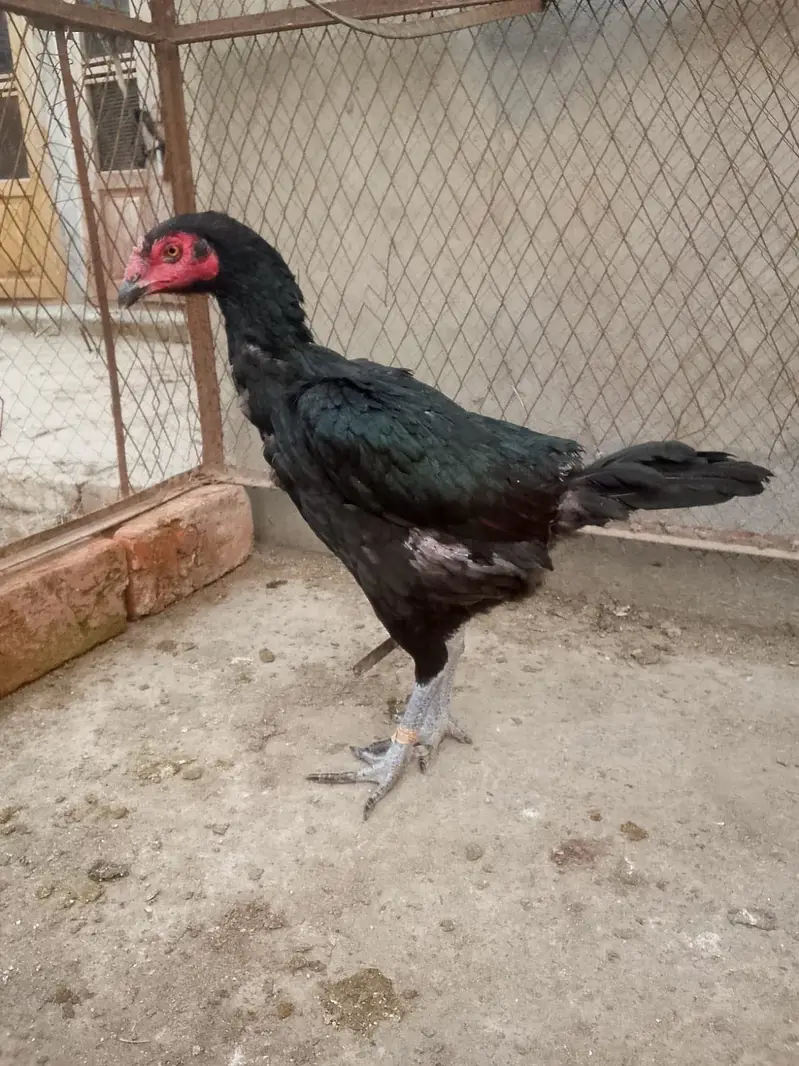 Thai burmi murghi — photo 2