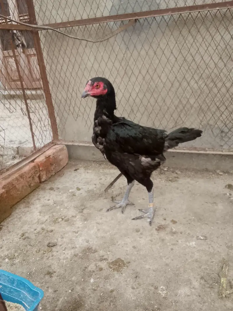 Thai burmi murghi — photo 10