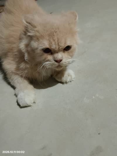 Persian Cat for sale