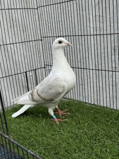 Saddle homer | Pigeons | Kabutar | Fancy Pigeon