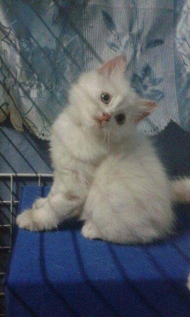 Persian kittens