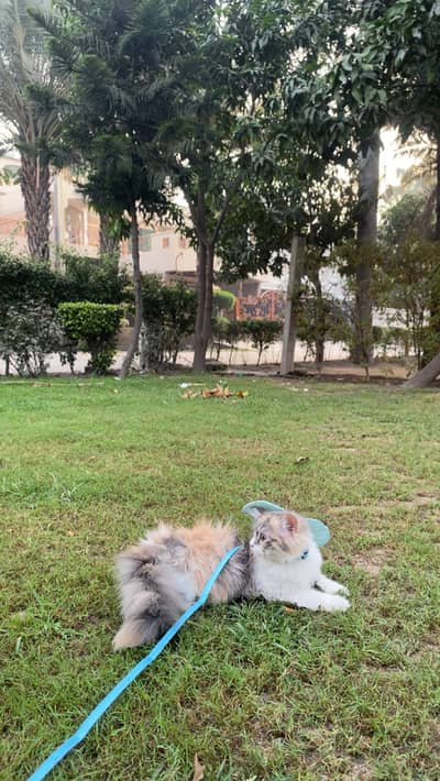 4 months old kitten for sale