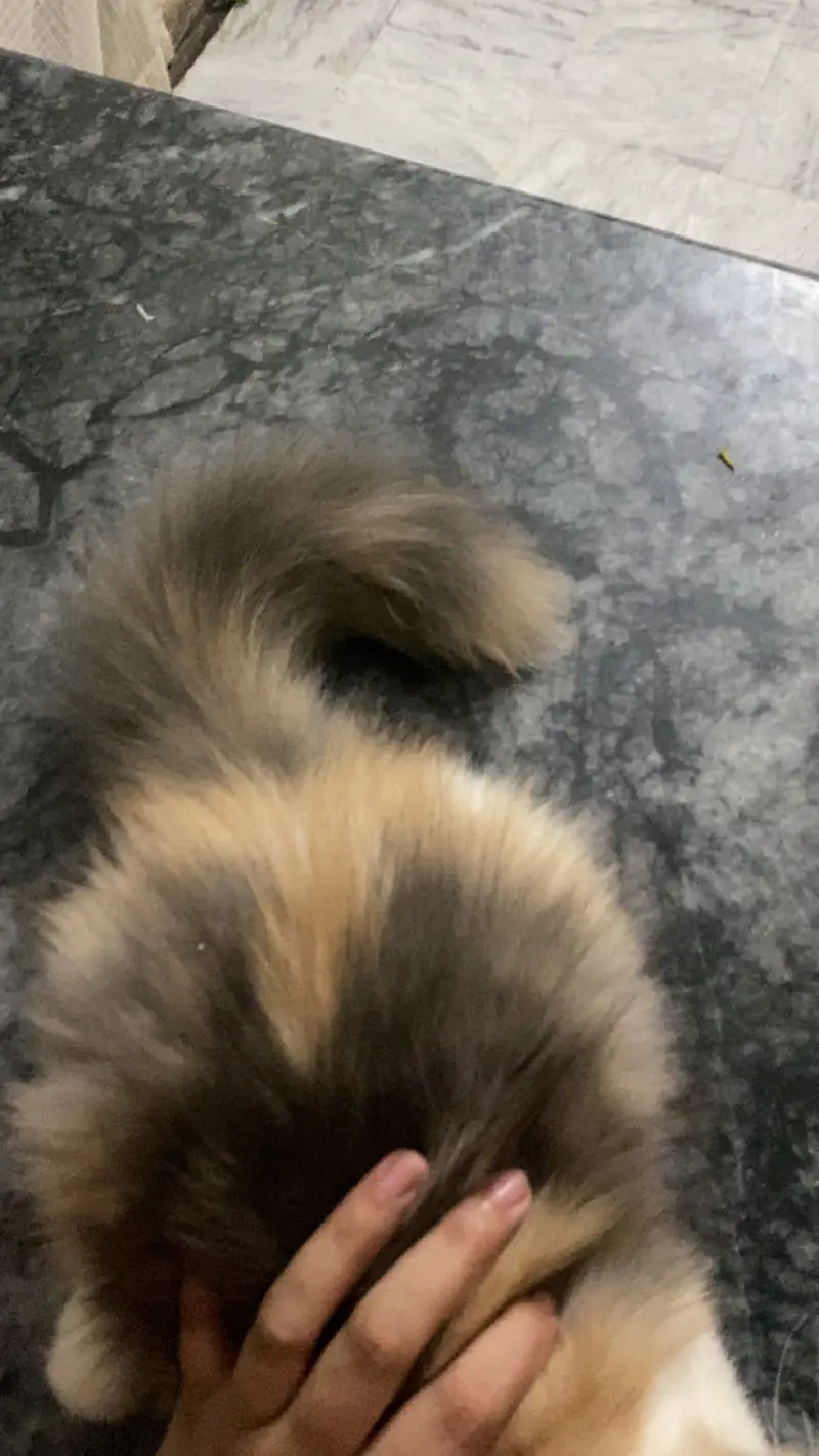 4 months old kitten for sale — photo 2