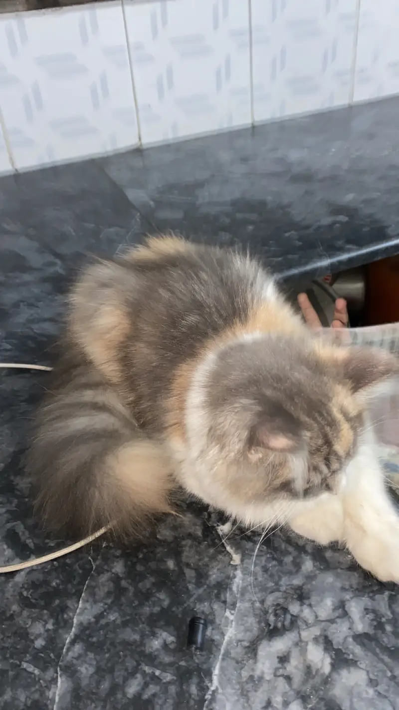 4 months old kitten for sale — photo 3