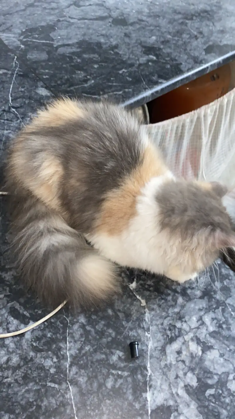 4 months old kitten for sale — photo 4