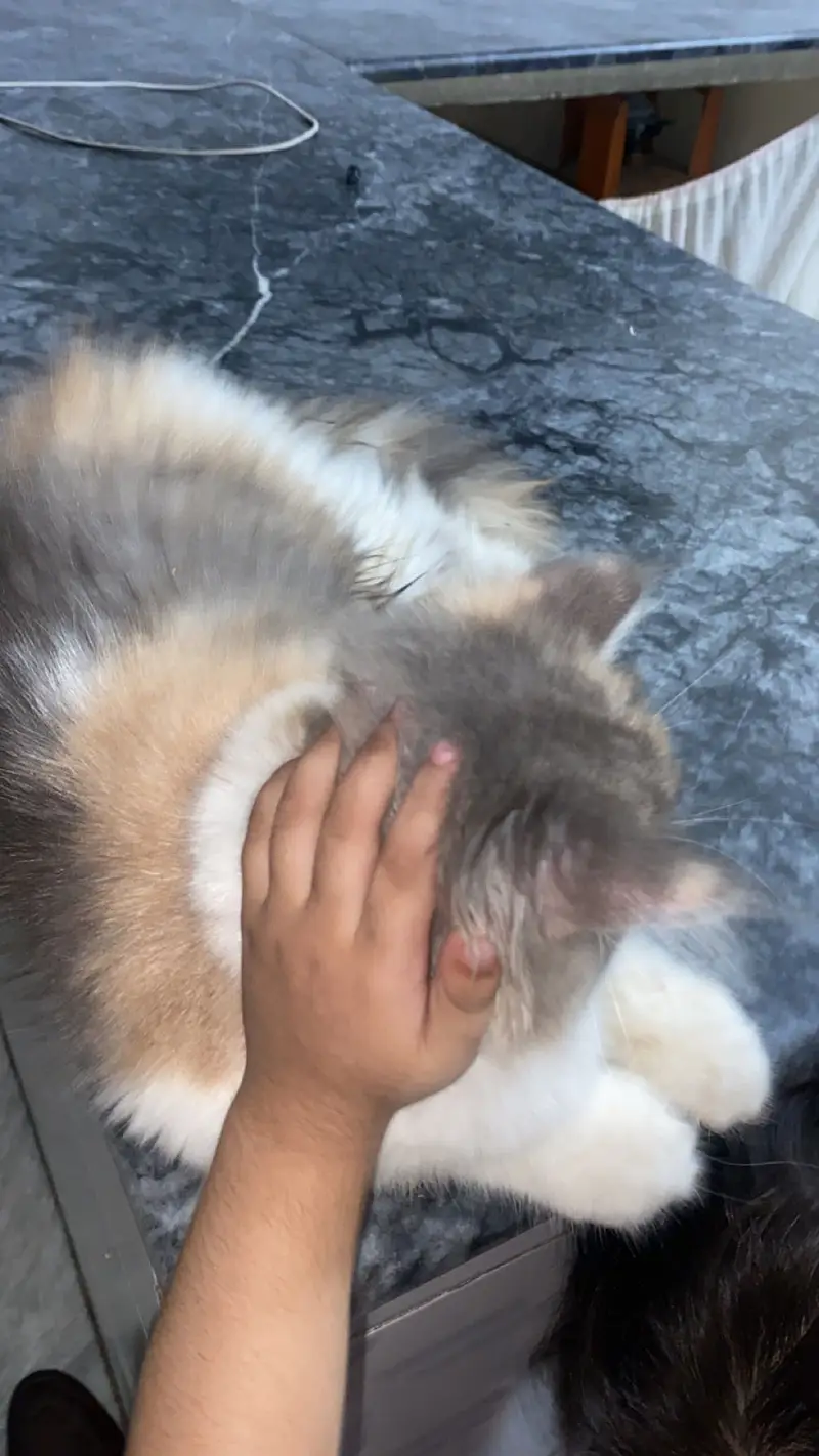 4 months old kitten for sale — photo 5