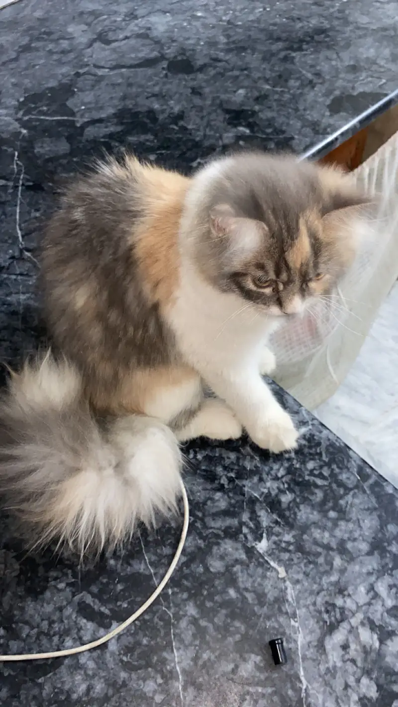4 months old kitten for sale — photo 6