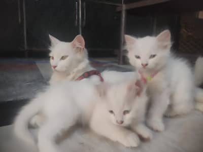 Beautiful Persian cat & Kittens for Sale
