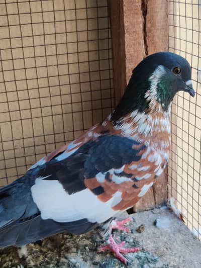 Breeder Pair for Sale