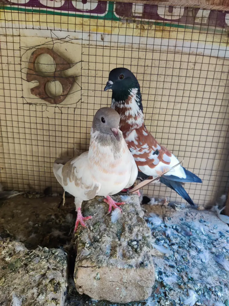 Breeder Pair for Sale — photo 2